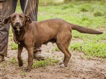 CHOGITOCSILLO, Hund, Mischlingshündin in Ungarn - Bild 3