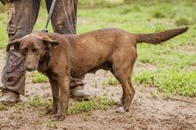 CHOGITOCSILLO, Hund, Mischlingshündin in Ungarn - Bild 4