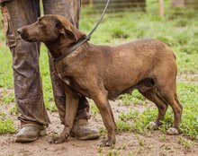 CHOGITOCSILLO, Hund, Mischlingshündin in Ungarn - Bild 5
