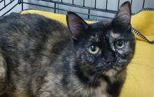 FRANCY, Katze, Europäisch Kurzhaar in Italien - Bild 1