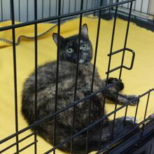 FRANCY, Katze, Europäisch Kurzhaar in Italien - Bild 2
