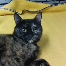 FRANCY, Katze, Europäisch Kurzhaar in Italien - Bild 3