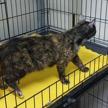 FRANCY, Katze, Europäisch Kurzhaar in Italien - Bild 7