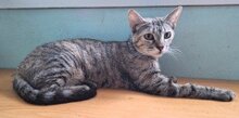 ALONA, Katze, Europäisch Kurzhaar in Spanien - Bild 1