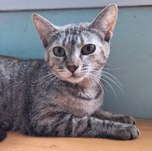 ALONA, Katze, Europäisch Kurzhaar in Spanien - Bild 2