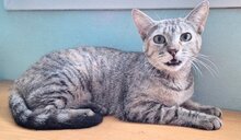 ALONA, Katze, Europäisch Kurzhaar in Spanien - Bild 3