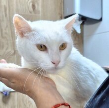 DIANA, Katze, Europäisch Kurzhaar in Spanien - Bild 1