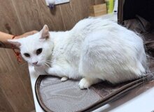 DIANA, Katze, Europäisch Kurzhaar in Spanien - Bild 2