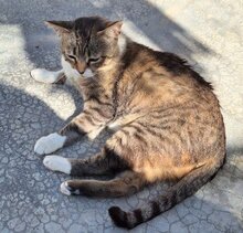 TRISTAN, Katze, Europäisch Kurzhaar in Spanien - Bild 1