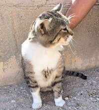 TRISTAN, Katze, Europäisch Kurzhaar in Spanien - Bild 2
