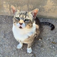 TRISTAN, Katze, Europäisch Kurzhaar in Spanien - Bild 3