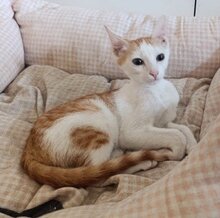 SEIKO, Katze, Europäisch Kurzhaar in Spanien - Bild 1