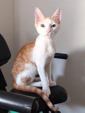 SEIKO, Katze, Europäisch Kurzhaar in Spanien - Bild 2