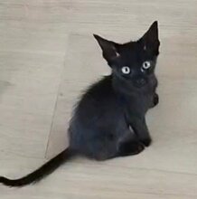SEIKO, Katze, Europäisch Kurzhaar in Spanien - Bild 4