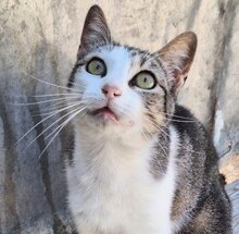 MITEKA, Katze, Europäisch Kurzhaar in Spanien - Bild 1