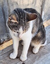 MITEKA, Katze, Europäisch Kurzhaar in Spanien - Bild 2