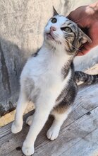 MITEKA, Katze, Europäisch Kurzhaar in Spanien - Bild 3