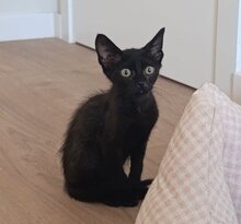MOLTO, Katze, Europäisch Kurzhaar in Spanien - Bild 1