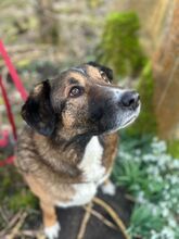 BENJI, Hund, Mischlingshund in Wilhelmshaven - Bild 1