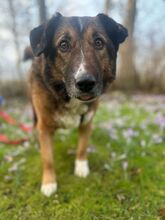 BENJI, Hund, Mischlingshund in Wilhelmshaven - Bild 2