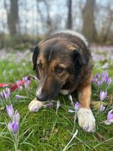 BENJI, Hund, Mischlingshund in Wilhelmshaven - Bild 3