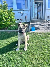 YARA, Hund, Mischlingshund in Wattenbek - Bild 1