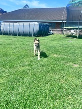 YARA, Hund, Mischlingshund in Wattenbek - Bild 2