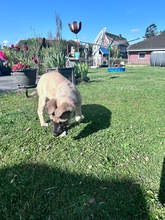 YARA, Hund, Mischlingshund in Wattenbek - Bild 3