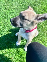 YARA, Hund, Mischlingshund in Wattenbek - Bild 4