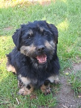 CORLEONE, Hund, Dackel in Kitzingen - Bild 1