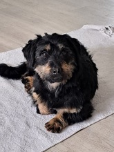 CORLEONE, Hund, Dackel in Kitzingen - Bild 2