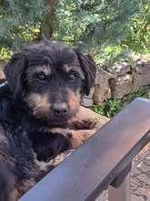 CORLEONE, Hund, Dackel in Kitzingen - Bild 3