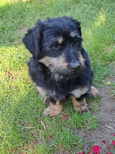 CORLEONE, Hund, Dackel in Kitzingen - Bild 4