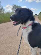 NARO, Hund, Mischlingshund in Italien - Bild 2