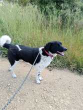NARO, Hund, Mischlingshund in Italien - Bild 4
