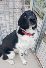 NARO, Hund, Mischlingshund in Italien - Bild 5