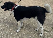 NARO, Hund, Mischlingshund in Italien - Bild 6
