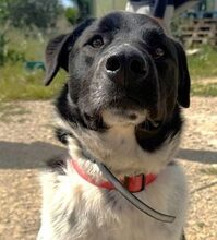 NARO, Hund, Mischlingshund in Italien - Bild 8