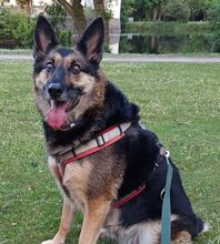 ZOE, Hund, Deutscher Schäferhund-Mix in Dortmund