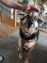 ZOE, Hund, Deutscher Schäferhund-Mix in Dortmund - Bild 3