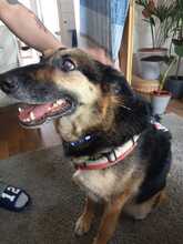 ZOE, Hund, Deutscher Schäferhund-Mix in Dortmund - Bild 4