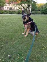 ZOE, Hund, Schäferhund-Mischling in Dortmund - Bild 2