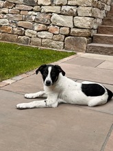 BLUEY, Hund, Mischlingshund in Hagen - Bild 1