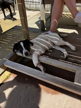 BLUEY, Hund, Mischlingshund in Hagen - Bild 7