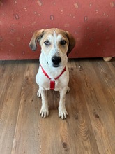 PIPER, Hund, Mischlingshund in Hamburg - Bild 1