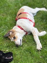 PIPER, Hund, Mischlingshund in Hamburg - Bild 2