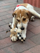 PIPER, Hund, Mischlingshund in Hamburg - Bild 3