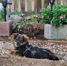 SOFIA, Hund, Mischlingshund in Mölln - Bild 2