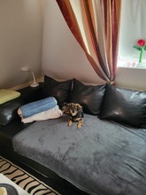 SOFIA, Hund, Mischlingshund in Mölln - Bild 3