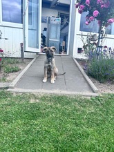 INKA, Hund, Mischlingshund in Wattenbek - Bild 1